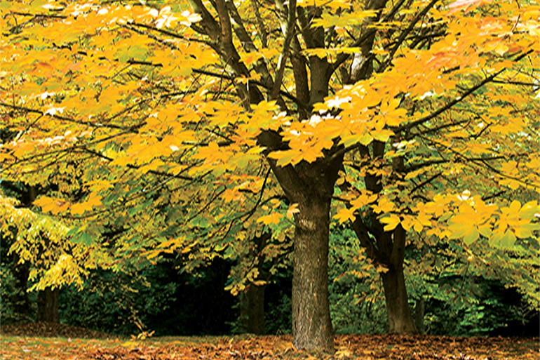 fall-blog-tree.jpg